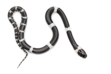 Beyaz arka planda küçük yılan (Lycodon laoensis) görüntüsü., R