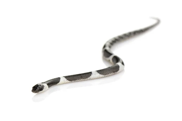 Image d'un petit serpent (Lycodon laoensis) sur fond blanc., R — Photo