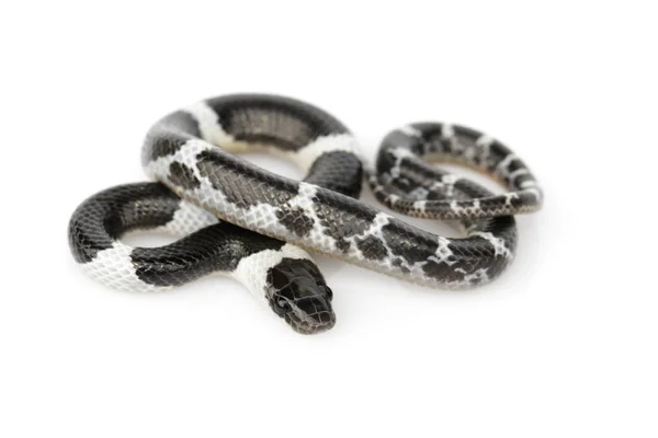 Bild einer kleinen Schlange (lycodon laoensis) auf weißem Hintergrund., r — Stockfoto