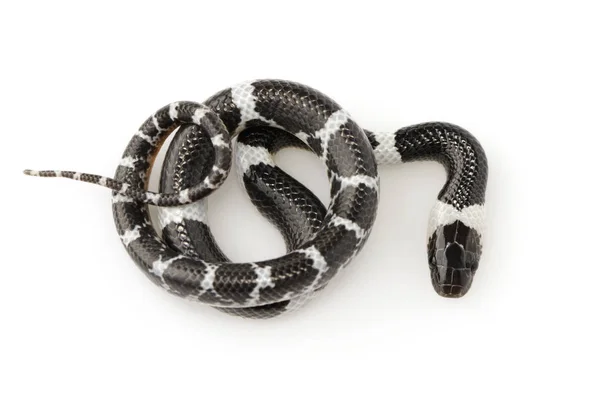 흰색 배경에 작은 뱀 (리코돈 laoensis)의 이미지., R — 스톡 사진