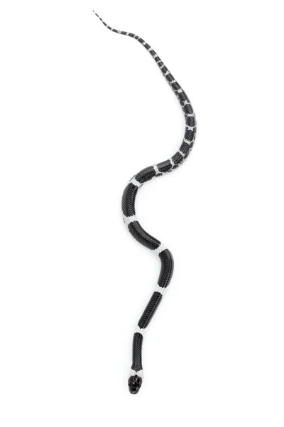 白い背景に小さなヘビ(リコドン・ラオエンシス)の画像 — ストック写真