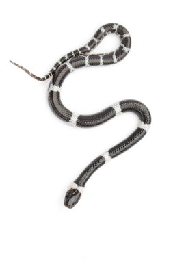 Beyaz arka planda küçük yılan (Lycodon laoensis) görüntüsü., R