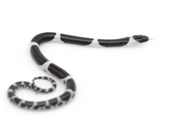 Beyaz arka planda küçük yılan (Lycodon laoensis) görüntüsü., R