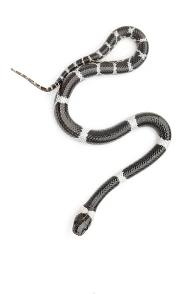 Imagem de cobra pequena (Lycodon laoensis) sobre fundo branco., R — Fotografia de Stock