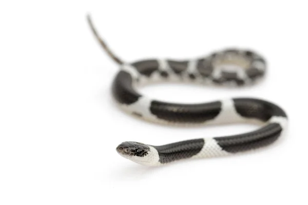 白い背景に小さなヘビ(リコドン・ラオエンシス)の画像 — ストック写真