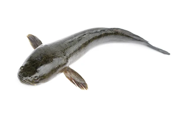 Imagem de peixe listrado cabeça de cobra isolado no fundo branco,. A — Fotografia de Stock