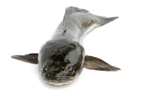 흰색 배경에 고립 된 줄무늬 뱀 머리 물고기의 이미지,. A. — 스톡 사진
