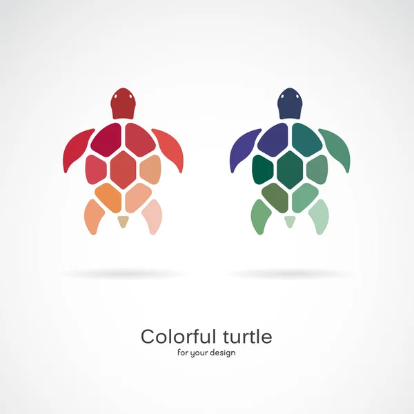 Vektor av två färgglada sköldpaddor på vit bakgrund. Vilda djur — Stock vektor