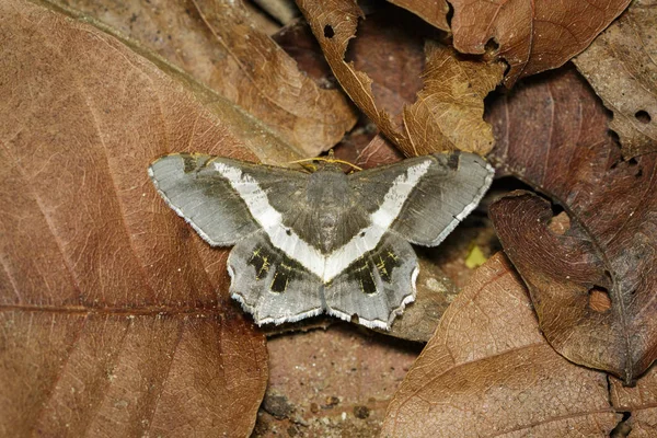 Bild av mal eller fjäril (Semiothisa Eleonora) på torra blad. — Stockfoto