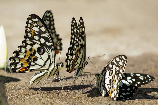 Grupo de mariposas de lima (Papilio demoleus) en el suelo. Insectos — Foto de Stock