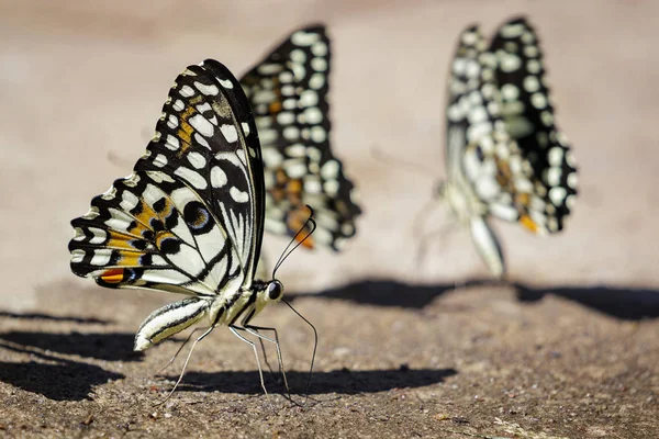 Grupo de mariposas de lima (Papilio demoleus) en el suelo. Insectos — Foto de Stock