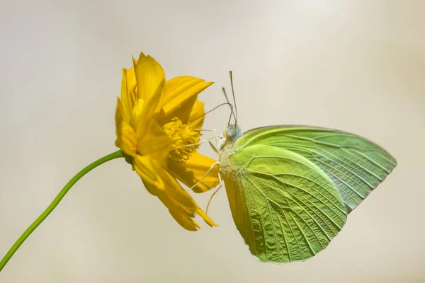 柠檬移民蝴蝶（卡托皮利亚波莫纳）的形象正在吸吮 — 图库照片