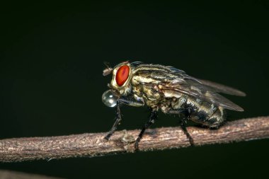 Doğal bir backgrou üzerinde kahverengi dal üzerinde bir sinek (Diptera) Görüntü