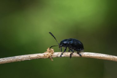 Mavi milkweed böceği (Chrysochus pulcher Baly) kahverengi görüntü 