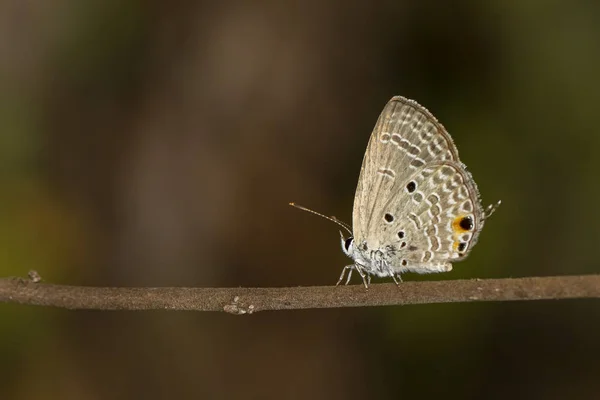 Kahverengi dal üzerinde düz cupid kelebek (Chilades pandava) görüntüsü — Stok fotoğraf