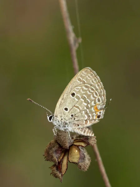 Imagen de mariposa cupido liso (Chilades pandava) en rama marrón —  Fotos de Stock