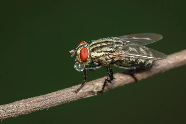 Изображение мух (Diptera) на коричневой ветке на естественной обратной стороне — стоковое фото