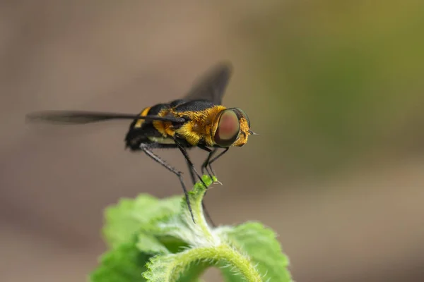 自然背沟上叶子上的悬停蝇（Syrphidae）图像 — 图库照片