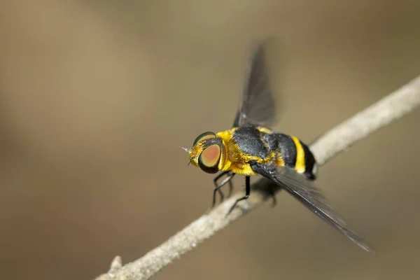 Image of hoverfly(Syrphidae) on branch on a natural background. — Stock Photo, Image