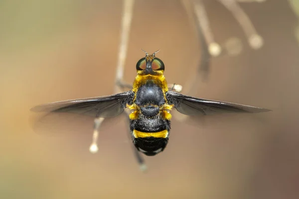 自然な背景の枝のホバーフライ(シルフィダエ)の画像. — ストック写真