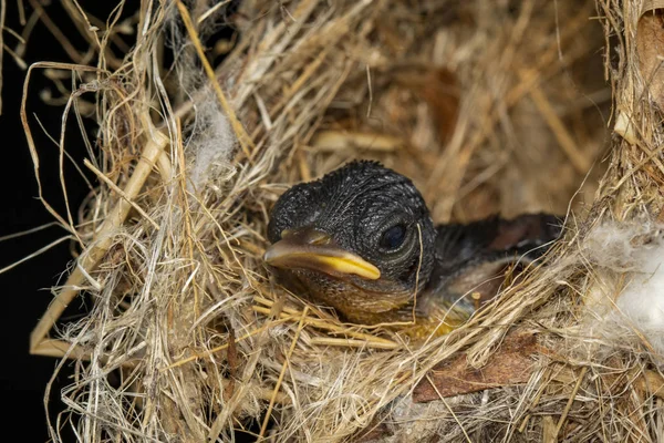 Image of newborn bird that is in the nest. Animal.