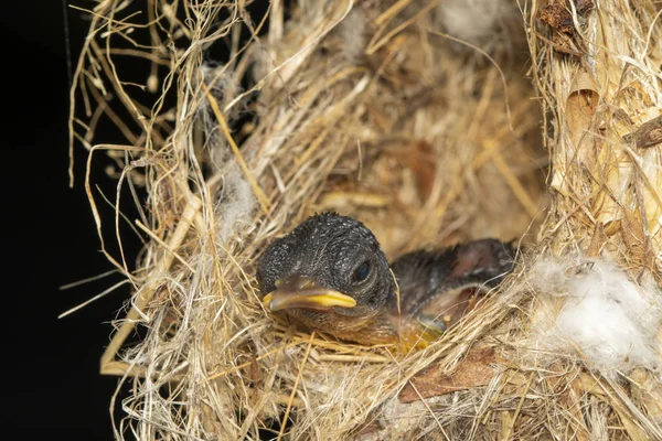 Image of newborn bird that is in the nest. Animal.