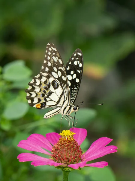 石灰蝴蝶的图像（帕皮利奥脱毛）是吸蜜从 — 图库照片