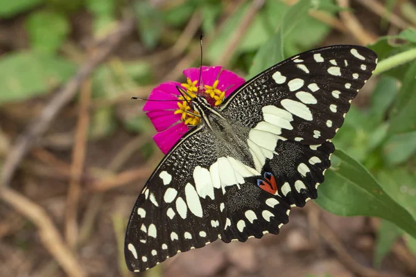 Imagem de borboleta de limão (Papilio demoleus) está sugando néctar de — Fotografia de Stock