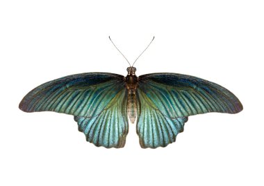 Görüntü erkek büyük mormon kelebek (Papilio polytes) izole 