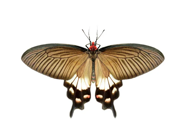 Image of female great mormon butterfly (Papilio polytes) isolate — Stock Photo, Image