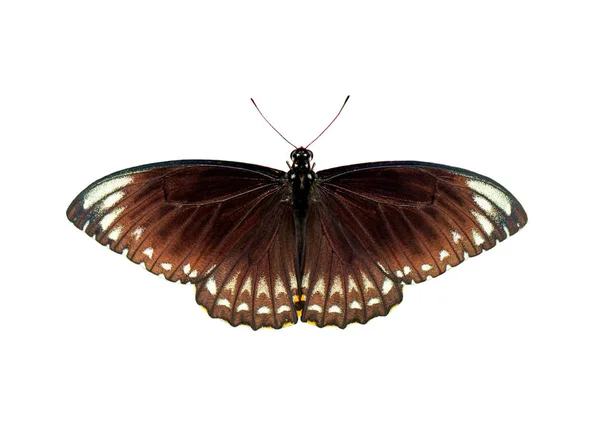 Imagem do corvo-indiano comum (Euploea core layardi) isolado em wh — Fotografia de Stock