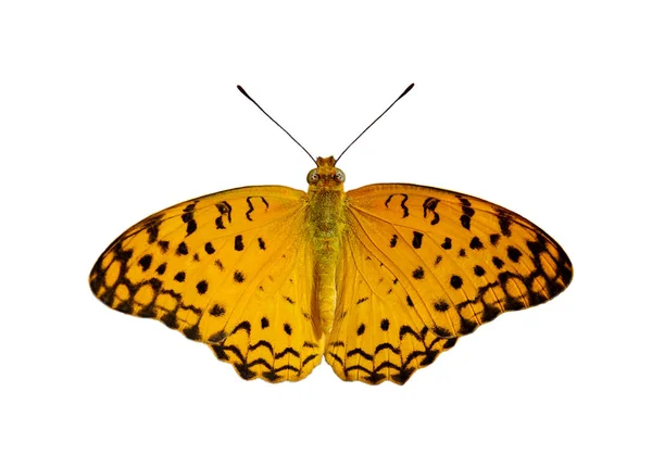 Imagem da Borboleta Leopardo Comum (Phalanta phalantha) isolada — Fotografia de Stock