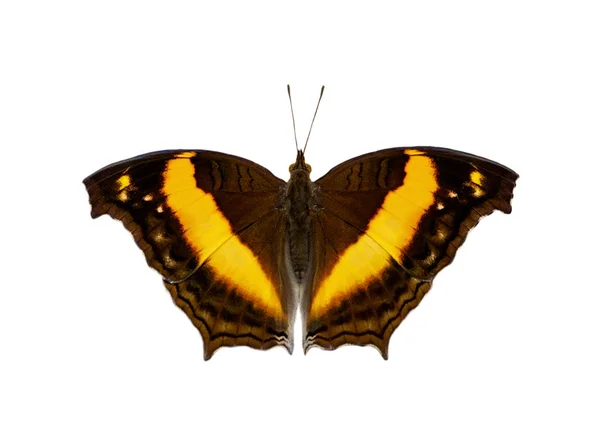 Imagen de mariposa acechadora (Yoma sabina vasuki) aislada en blanco —  Fotos de Stock