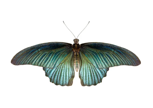 Imagem da borboleta mórmon grande masculina (Papilio polytes) isolada — Fotografia de Stock