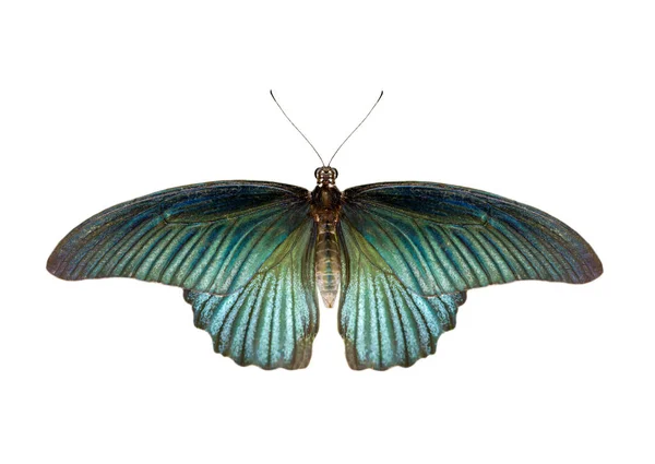 Görüntü erkek büyük mormon kelebek (Papilio polytes) izole — Stok fotoğraf