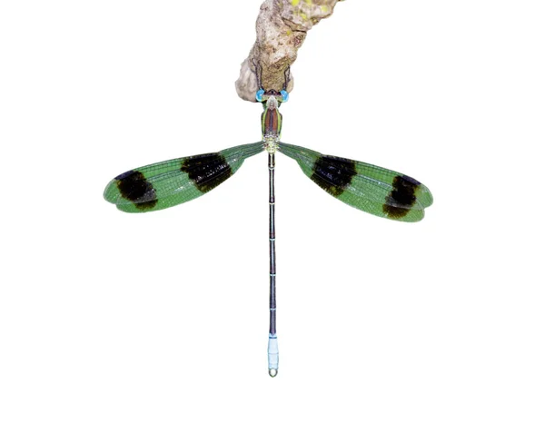 Изображение стрекоз (Orolestes octomaculatus), выделенных на белом фоне — стоковое фото