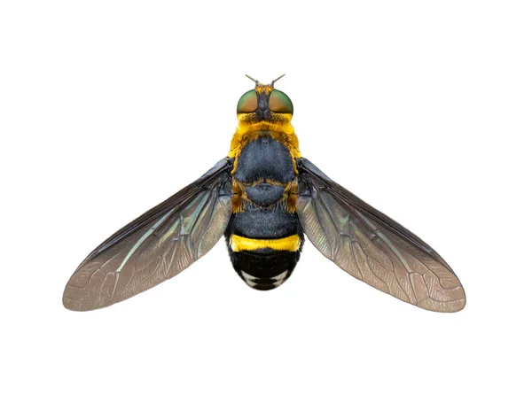 Bild der Schwebfliege (syrphidae) isoliert auf weißem Hintergrund. Insektenschutz — Stockfoto