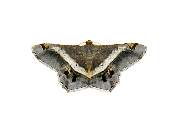 Güve veya kelebek görüntüsü (semiothisa eleonora) whi izole — Stok fotoğraf
