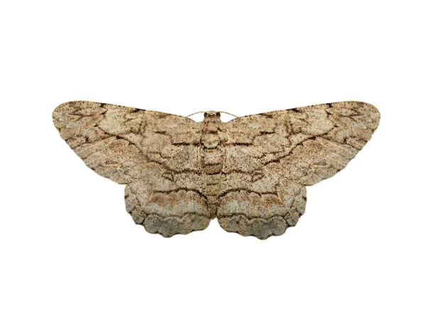 白色bで分離した茶色の蛾(ナンノアルチア・トリパルティータ)の画像 — ストック写真
