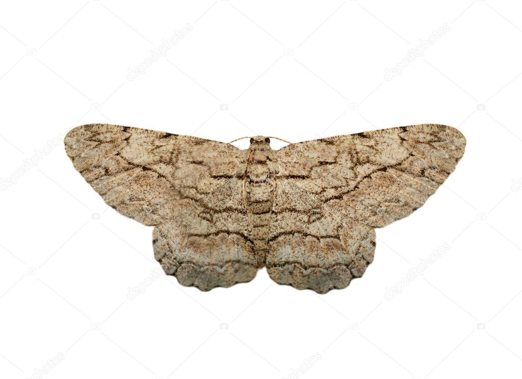 Image of brown moth (Nannoarctia tripartita) isolated on white b