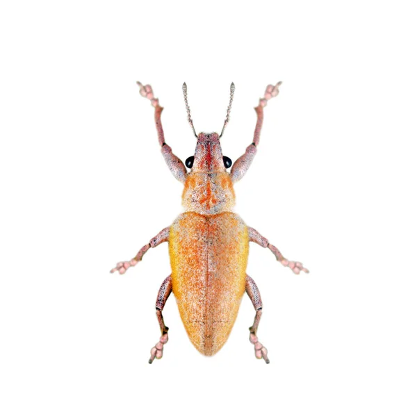 Afbeelding van blad eten Weevil (Hypomeces squamosus) geïsoleerd op WH — Stockfoto