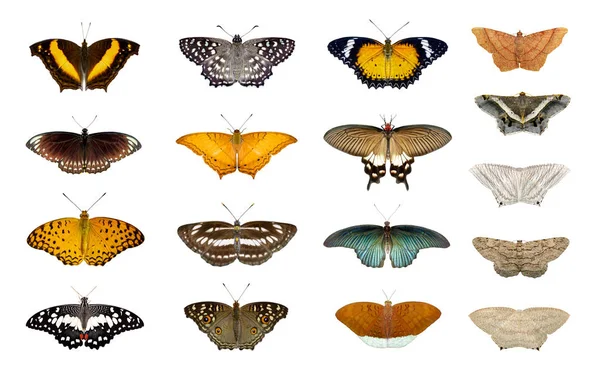 一群五颜六色的蝴蝶和飞虫在白色后背上分离 — 图库照片