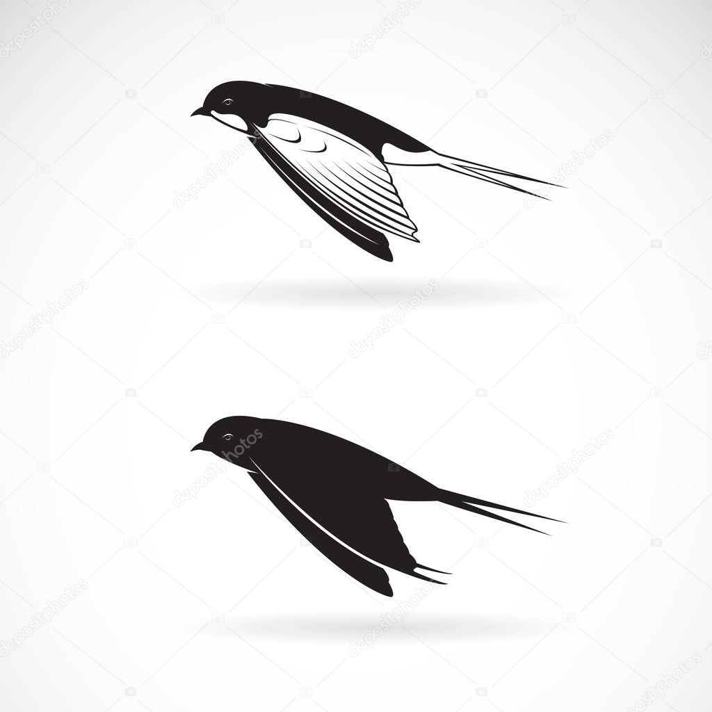 Vector of barn swallow flying design on white background. Bird.