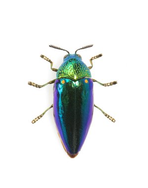 Yeşil bacaklı metalik böceğin görüntüsü (Sternocera aequisignata) 