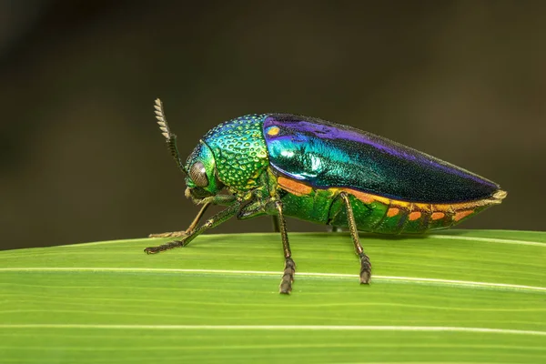 Image of green-legged metallic beetle (Sternocera aequisignata)