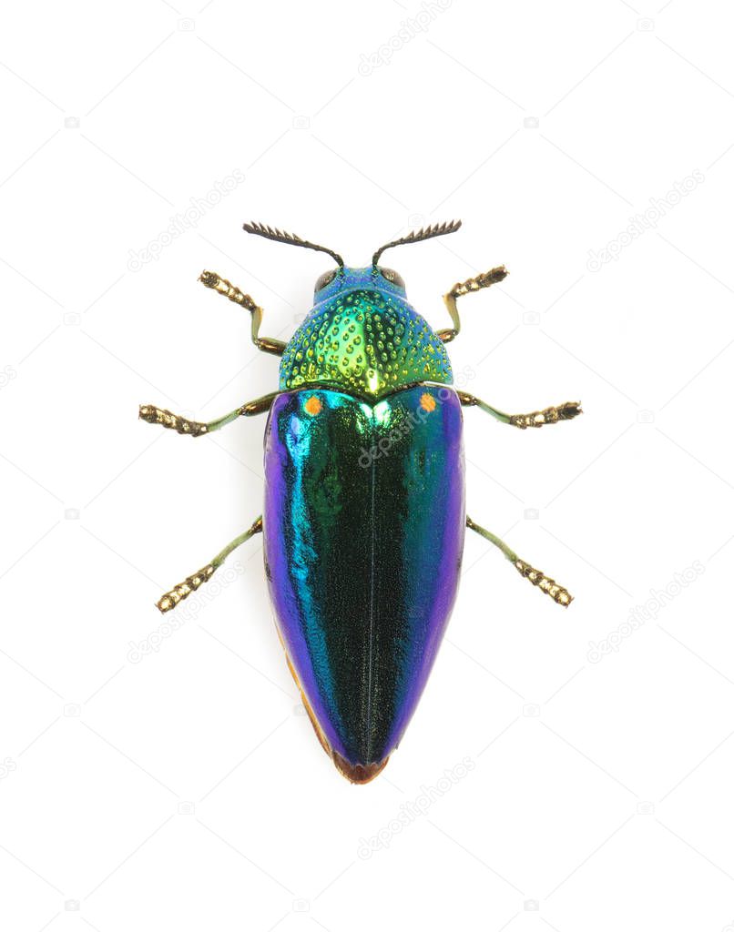 Image of green-legged metallic beetle (Sternocera aequisignata) 