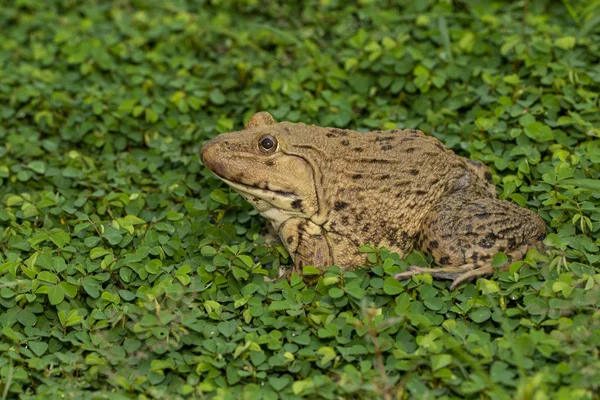 Image of Chinese edible frog, East Asian bullfrog, Taiwanese fro — Stock Photo, Image