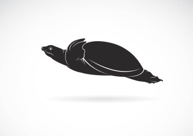 Beyaz arkaplanda yumuşak kabuklu kaplumbağa (Trionychidae) taşıyıcısı.