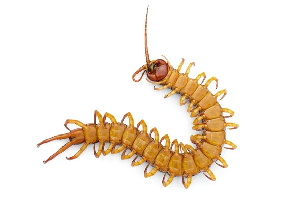 Image Dead Centipedes Chilopoda Isolated White Background Animal Poisonous Animals — Stock Photo, Image