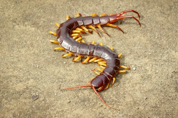 Bild Von Tausendfüßern Oder Chilopoden Auf Dem Boden Tierisch Giftige — Stockfoto